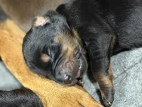 Rose (pink collar) AKC, a female Doberman Pinscher for sale in Redfield, AR – 9 of 14