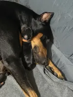 Finn (Orange collar), a male Doberman Pinscher for sale in Redfield, AR – 3 of 3