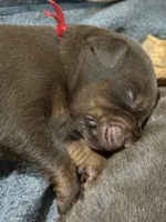 Boba (red collar) AKC, a male Doberman Pinscher for sale in Redfield, AR – 12 of 15