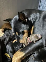 Boba (Red collar), a male Doberman Pinscher for sale in Redfield, AR – 2 of 3