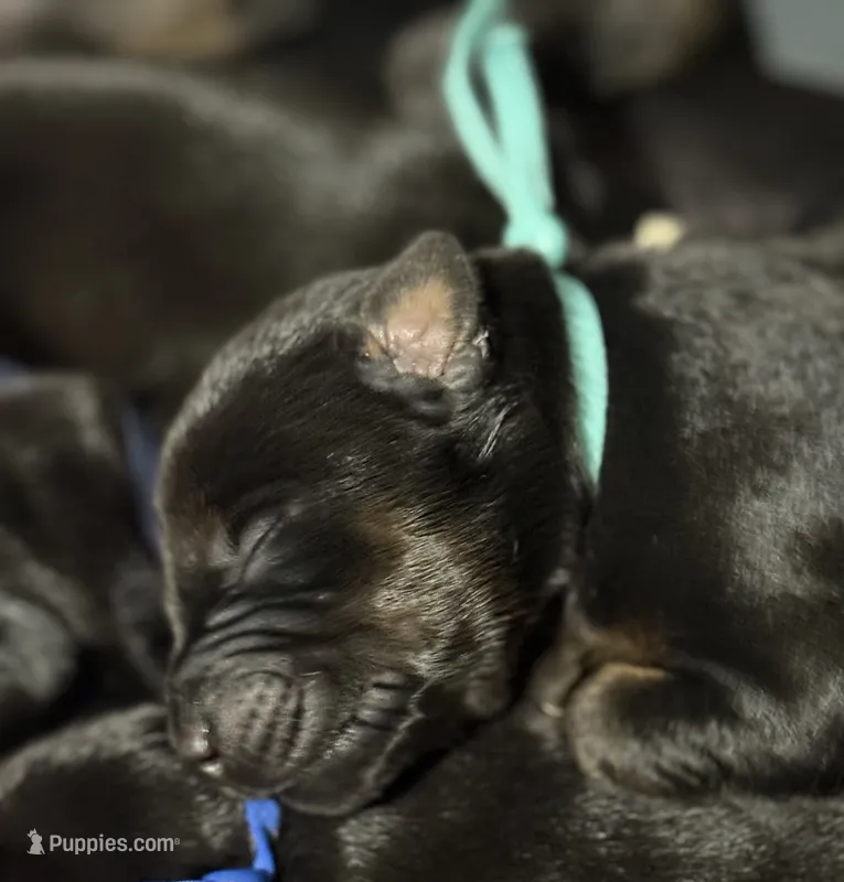 Luke (bright blue collar) – Doberman Pinscher puppy for sale in Redfield, AR