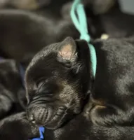 Luke (baby blue collar) AKC, a male Doberman Pinscher for sale in Redfield, AR – 1 of 12