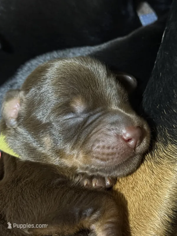 Padme (lime green collar) – Doberman Pinscher puppy for sale in Redfield, AR