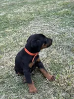 AKC Finn (orange collar) , a male Doberman Pinscher for sale in Redfield, AR – 4 of 9