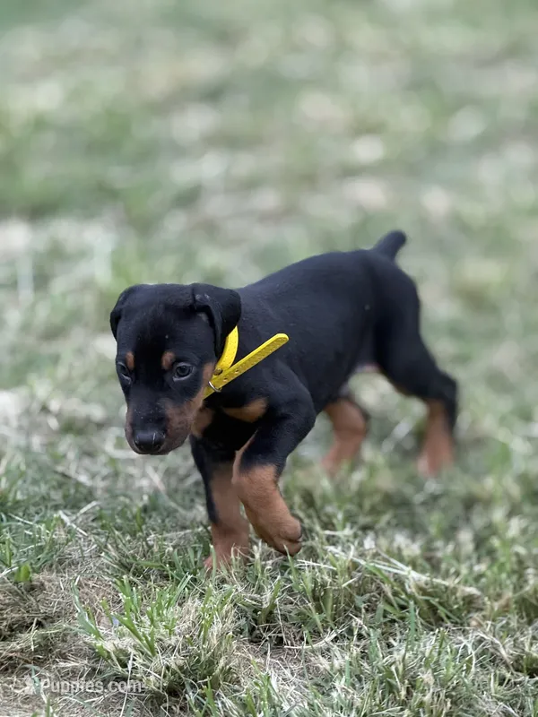 AKC Poe (yellow collar) – Doberman Pinscher puppy for sale in Redfield, AR