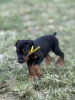 AKC Poe (yellow collar), a male Doberman Pinscher for sale in Redfield, AR – 1 of 8