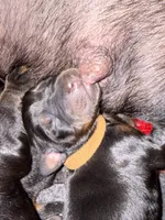 Han (Brown collar), a male Doberman Pinscher for sale in Redfield, AR – 2 of 2