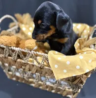 AKC Maul (Black collar), a male Doberman Pinscher for sale in Redfield, AR – 9 of 10
