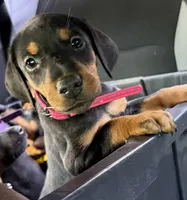   AKC Rose (pink collar), a female Doberman Pinscher for sale in Redfield, AR – 5 of 10