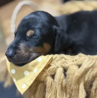 AKC Poe (yellow collar), a male Doberman Pinscher for sale in Redfield, AR – 2 of 8