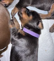 Leia (purple  collar) AKC, a female Doberman Pinscher for sale in Redfield, AR – 7 of 9