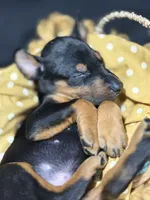 AKC Poe (yellow collar), a male Doberman Pinscher for sale in Redfield, AR – 3 of 8
