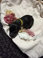 Poe (Yellow collar), a male Doberman Pinscher for sale in Redfield, AR – 2 of 2