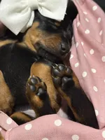   AKC Rose (pink collar), a female Doberman Pinscher for sale in Redfield, AR – 6 of 10