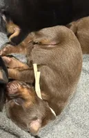 Padme (green collar) AKC, a female Doberman Pinscher for sale in Redfield, AR – 4 of 9