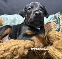 AKC Luke (baby blue collar) , a male Doberman Pinscher for sale in Redfield, AR – 4 of 10
