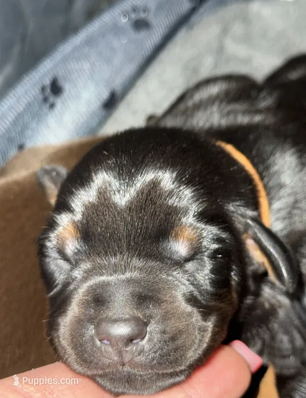Finn (Orange collar) – Doberman Pinscher puppy for sale in Redfield, AR