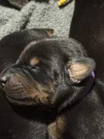 Leia (purple  collar) AKC, a female Doberman Pinscher for sale in Redfield, AR – 5 of 9