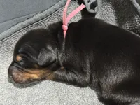 Rose (pink collar) AKC, a female Doberman Pinscher for sale in Redfield, AR – 13 of 14