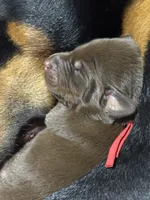 Boba (red collar) AKC, a male Doberman Pinscher for sale in Redfield, AR – 7 of 15