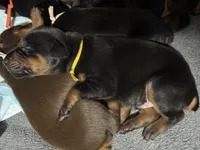 Poe (yellow collar) AKC, a male Doberman Pinscher for sale in Redfield, AR – 11 of 11