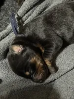 Maul (navy blue collar) AKC, a male Doberman Pinscher for sale in Redfield, AR – 1 of 11