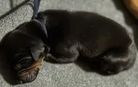 Maul (navy blue collar) AKC, a male Doberman Pinscher for sale in Redfield, AR – 2 of 11