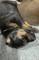 Rose (white collar) AKC, a female Doberman Pinscher for sale in Redfield, AR – 17 of 18