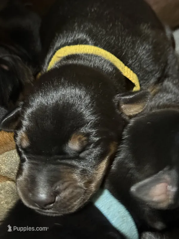 Poe (Yellow collar) – Doberman Pinscher puppy for sale in Redfield, AR