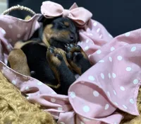   AKC Rose (pink collar), a female Doberman Pinscher for sale in Redfield, AR – 3 of 10