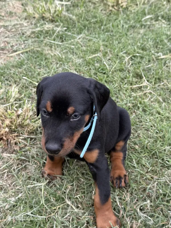 AKC Luke (baby blue collar)  – Doberman Pinscher puppy for sale in Redfield, AR