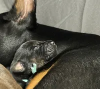 Luke (baby blue collar) AKC, a male Doberman Pinscher for sale in Redfield, AR – 10 of 12