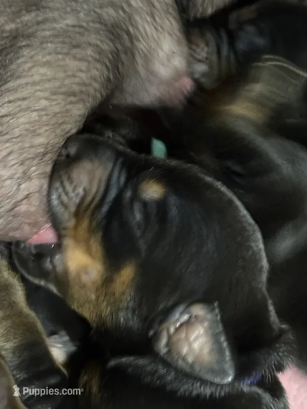 Han (brown collar) AKC – Doberman Pinscher puppy for sale in Redfield, AR
