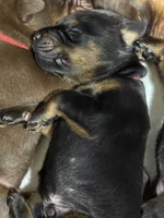 Finn (orange collar) AKC, a male Doberman Pinscher for sale in Redfield, AR – 3 of 6