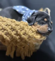 AKC Jango (blue collar), a male Doberman Pinscher for sale in Redfield, AR – 8 of 8