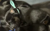 Luke (baby blue collar) AKC, a male Doberman Pinscher for sale in Redfield, AR – 2 of 12
