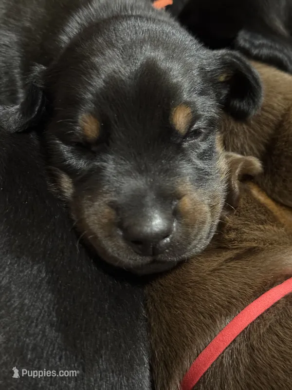 Finn (orange collar) AKC – Doberman Pinscher puppy for sale in Redfield, AR