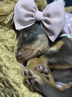 AKC Padme (green collar) , a female Doberman Pinscher for sale in Redfield, AR – 3 of 9