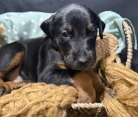 AKC Luke (baby blue collar) , a male Doberman Pinscher for sale in Redfield, AR – 3 of 10