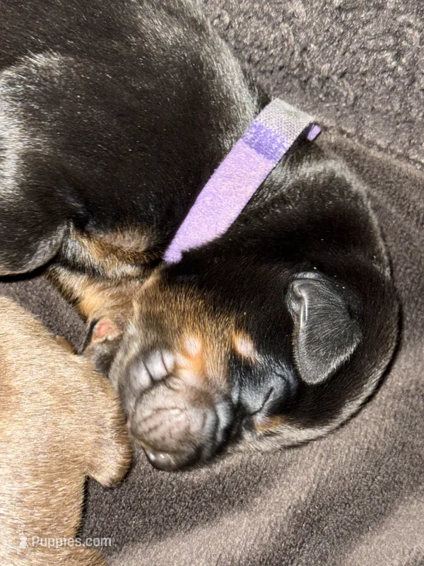 Leia (purple collar) – Doberman Pinscher puppy for sale in Redfield, AR