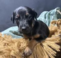 AKC Luke (baby blue collar) , a male Doberman Pinscher for sale in Redfield, AR – 6 of 10