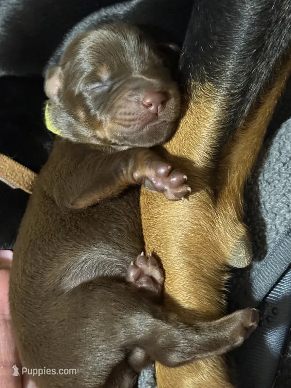 Padme (lime green collar) – Doberman Pinscher puppy for sale in Redfield, AR