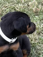 AKC Cara (white collar) , a female Doberman Pinscher for sale in Redfield, AR – 8 of 9