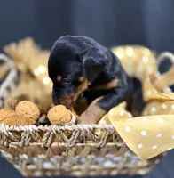 AKC Maul (Black collar), a male Doberman Pinscher for sale in Redfield, AR – 7 of 10