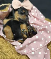   AKC Rose (pink collar), a female Doberman Pinscher for sale in Redfield, AR – 10 of 10