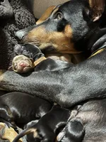 Boba (Red collar), a male Doberman Pinscher for sale in Redfield, AR – 3 of 3