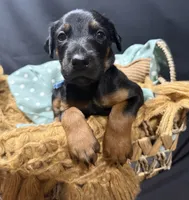 AKC Luke (baby blue collar) , a male Doberman Pinscher for sale in Redfield, AR – 8 of 10
