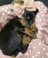   AKC Rose (pink collar), a female Doberman Pinscher for sale in Redfield, AR – 8 of 10