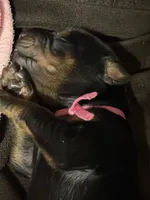 Rose (pink collar) AKC, a female Doberman Pinscher for sale in Redfield, AR – 2 of 14