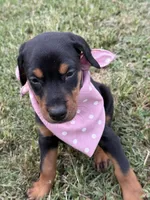  AKC Rose (pink collar), a female Doberman Pinscher for sale in Redfield, AR – 4 of 10